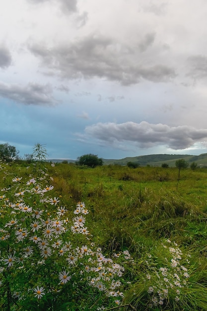 Des fleurs sauvages dans la prairie