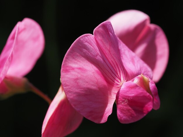 fleurs sauvages dans le pré