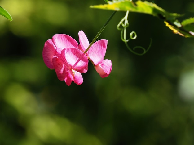 fleurs sauvages dans le pré