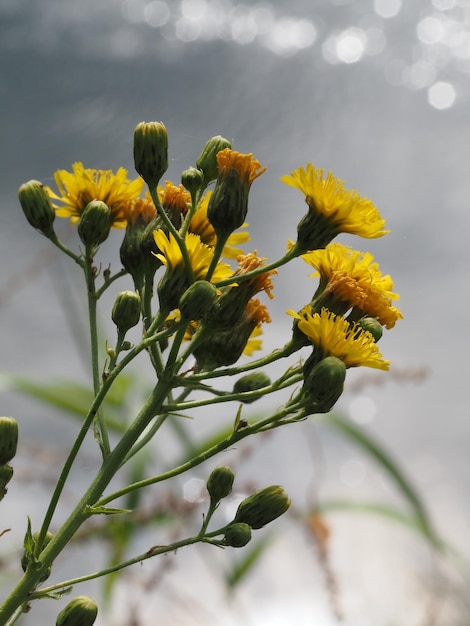 fleurs sauvages dans le pré