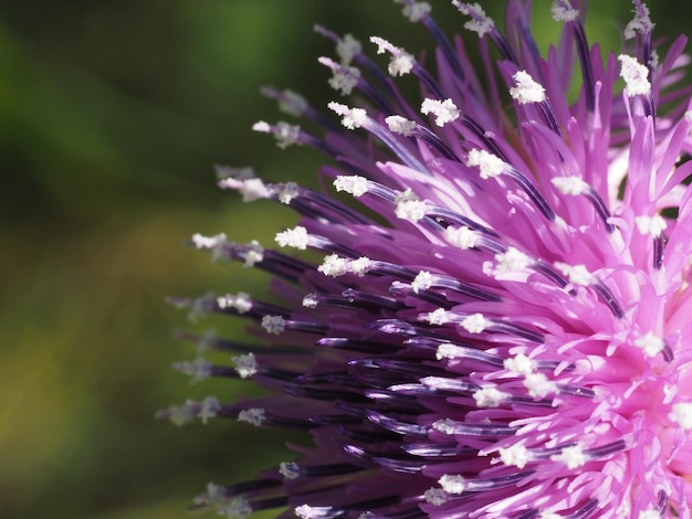 fleurs sauvages dans le pré