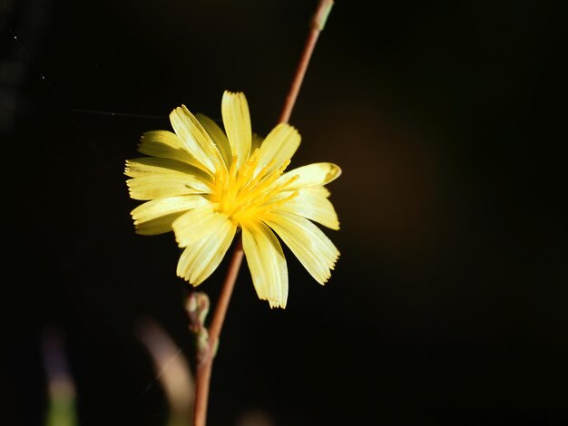 fleurs sauvages dans le pré