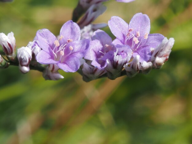 fleurs sauvages dans le pré