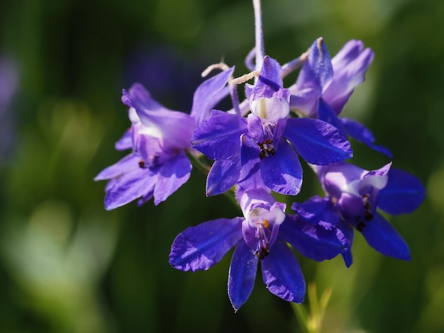 fleurs sauvages dans le pré