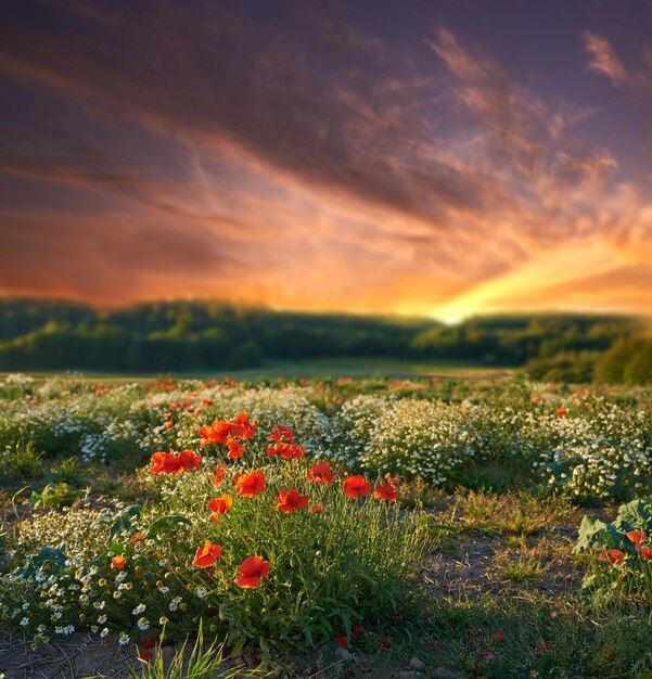 Photo les fleurs sauvages fleurissent et le printemps dans le champ dans l'environnement le coucher de soleil et l'herbe verte dans la nature avec les plantes la campagne le soleil ou la castilleja en fleur en angleterre l'écologie calme ou durable le matin