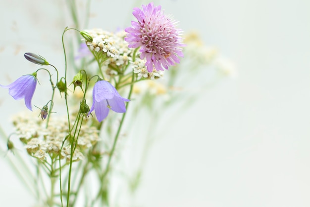 Fleurs sauvages en fleurs isolées