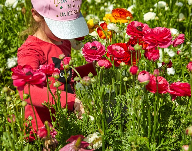 Photo fleurs sauvages en fleurs et renoncules colorés dans un kibboutz dans le sud d'israël