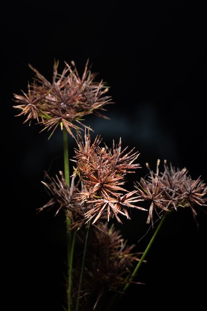 Fleurs sauvages sur un fond noir