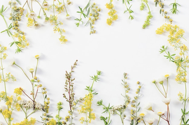 Fleurs sauvages sur fond de papier blanc