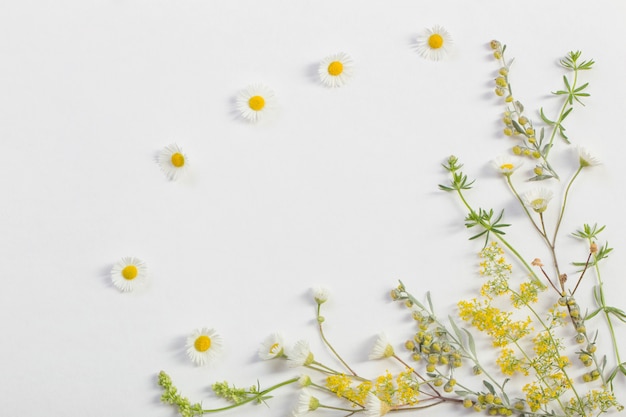 Fleurs sauvages sur fond de papier blanc