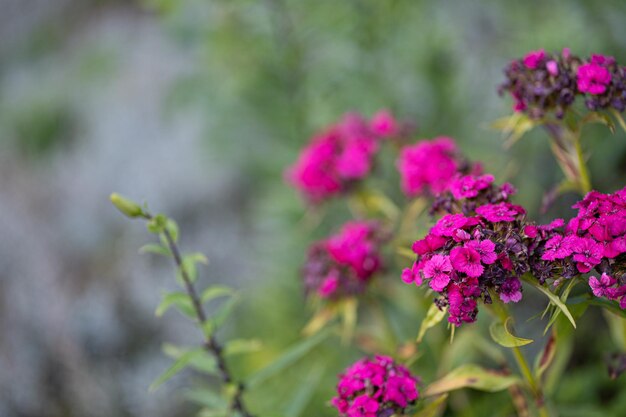 fleurs sauvages sur un fond vert