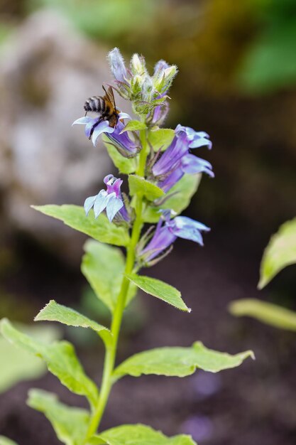 Photo fleurs sauvages de grand lobelia bleu ou lobelia siphilitica