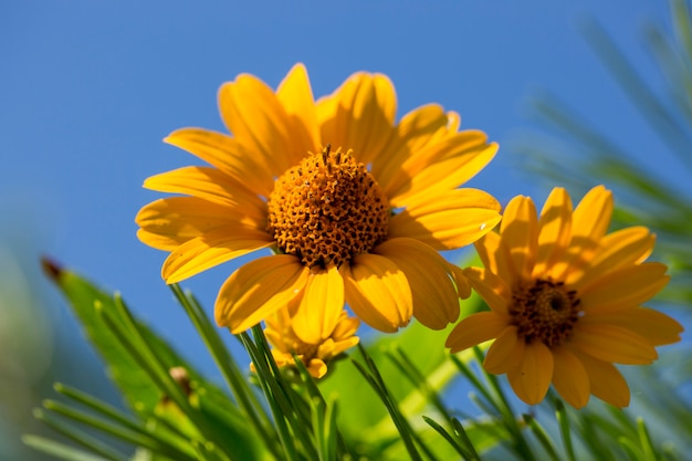 Fleurs sauvages jaune vif contre un ciel bleu