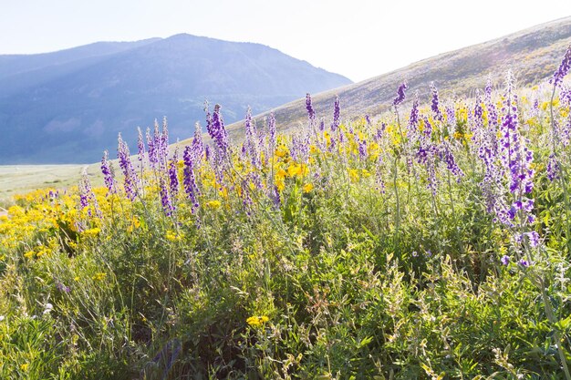 Fleurs sauvages jaunes et bleues en pleine floraison dans les montagnes.