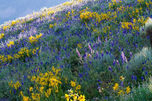 Fleurs sauvages jaunes et bleues en pleine floraison dans les montagnes.