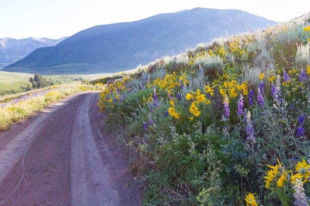 Fleurs sauvages jaunes et bleues en pleine floraison dans les montagnes.