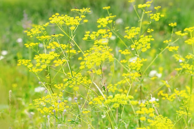 Fleurs sauvages jaunes sur un champ