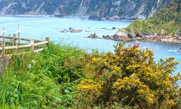 Fleurs sauvages jaunes avec des épines épineuses par le rivage en Espagne.