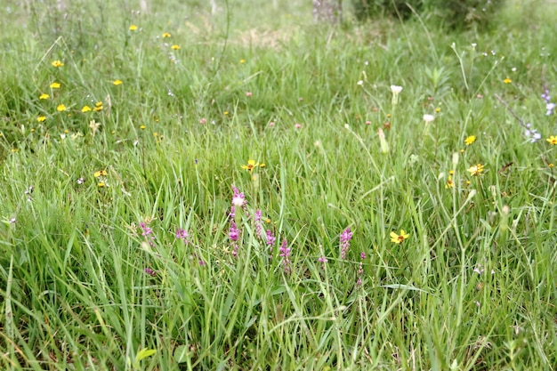 fleurs sauvages jaunes en été