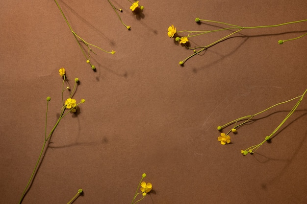 Fleurs sauvages jaunes sur fond marron avec fond. Composition à la mode moderne avec fleur séchée, vue de dessus des ombres sombres