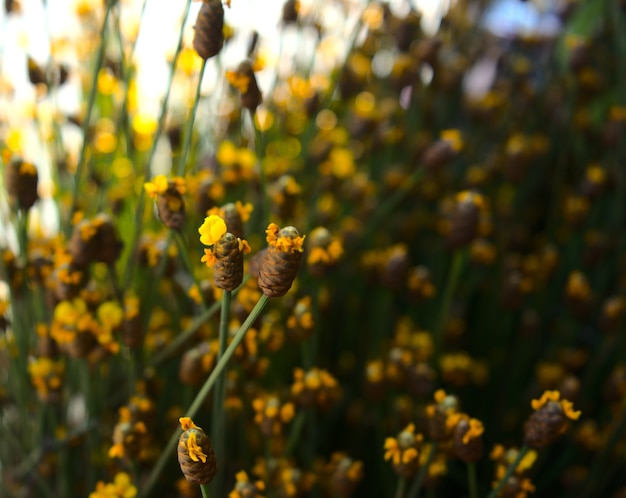 fleurs sauvages jaunes avec fond de texture abstraite bokeh