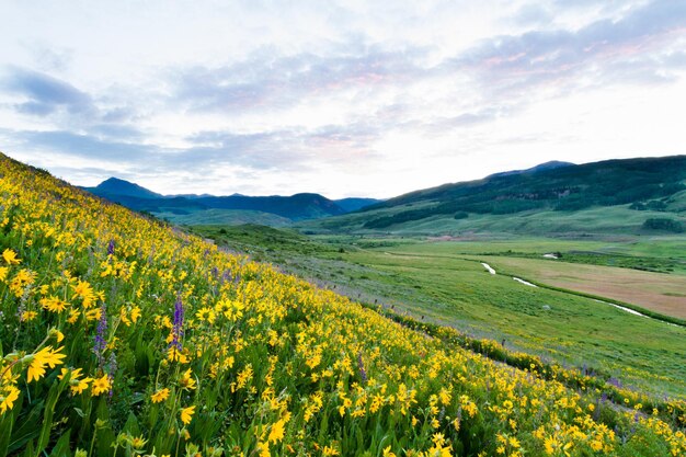 Fleurs sauvages jaunes en pleine floraison dans les montagnes.