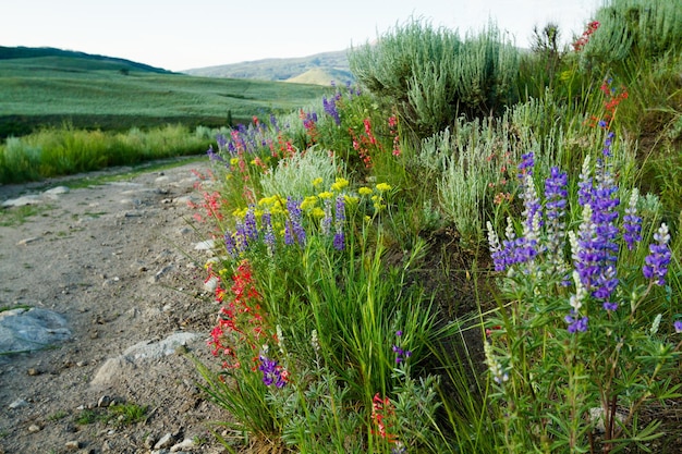 Fleurs sauvages jaunes en pleine floraison dans les montagnes.