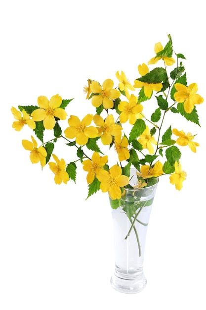 Fleurs sauvages jaunes de souci des marais dans un vase isolé sur fond blanc.