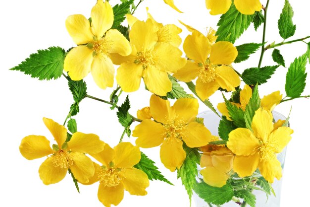 Fleurs sauvages jaunes de souci des marais dans un vase isolé sur fond blanc.