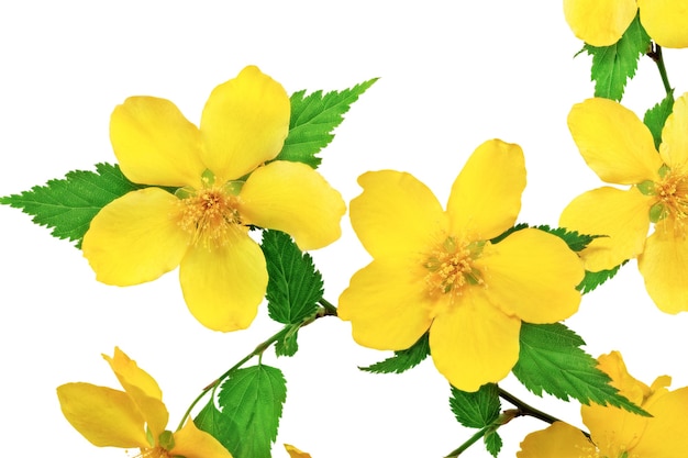 Fleurs sauvages jaunes de souci des marais isolés sur fond blanc.