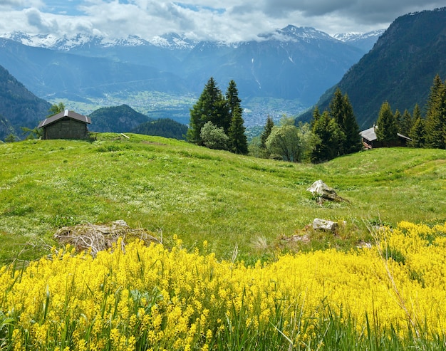 Fleurs sauvages jaunes sur le versant de la montagne d'été (Alpes, Suisse)