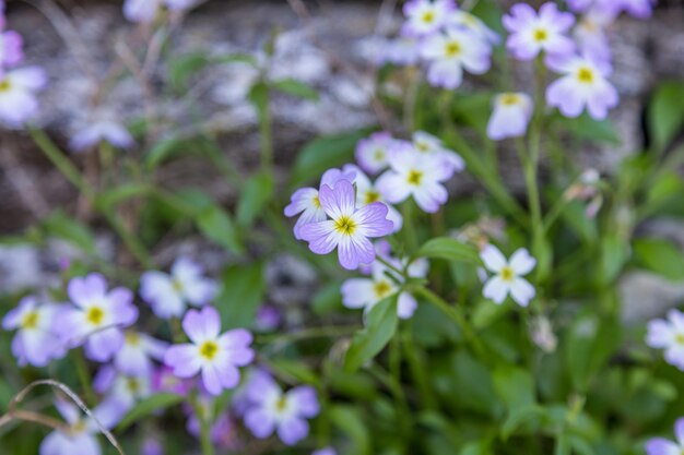 Fleurs sauvages lilas dans un champ vert