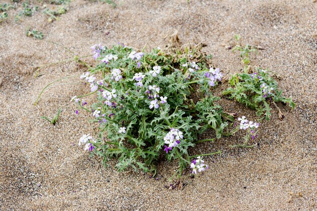 Des fleurs sauvages Matthiola sinuata poussent sur le sable de la plage lors d'une journée de printemps ensoleillée en gros plan