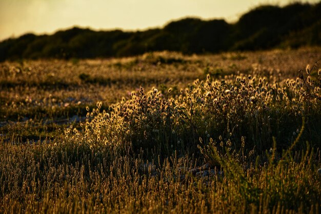 Photo fleurs sauvages méditerranéennes