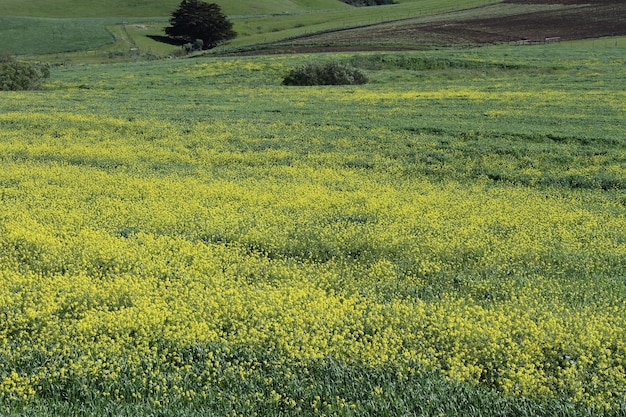 Fleurs sauvages à Morro Bay en Californie