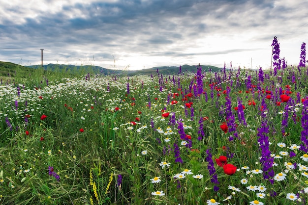 Fleurs sauvages multicolores sur un pré