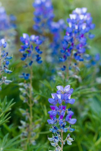 Fleurs sauvages en pleine floraison à Crested Butte, Colorado.