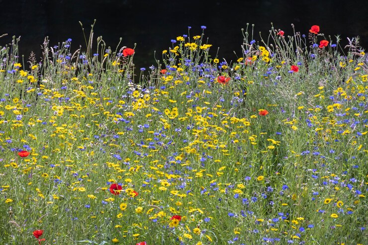 Fleurs sauvages poussant le long de la rive de la rivière Dee près de Berwyn