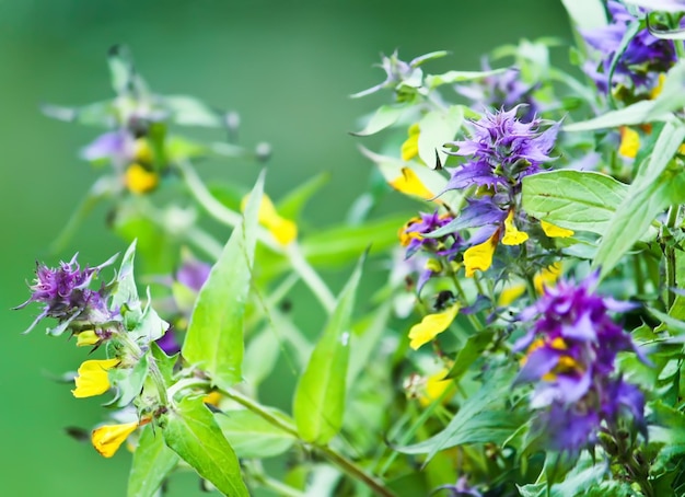 Fleurs sauvages sur une prairie d'été