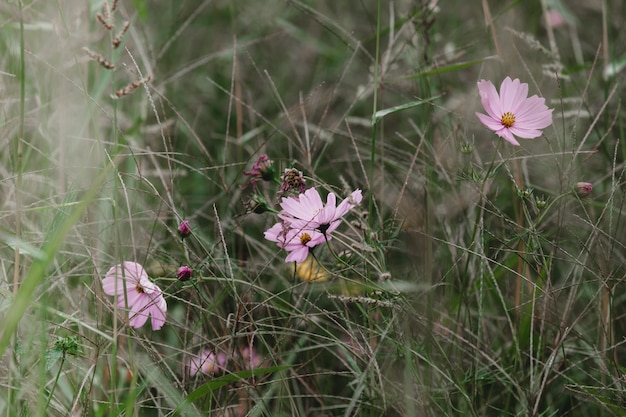 Photo fleurs sauvages sur une prairie. tir horizontal