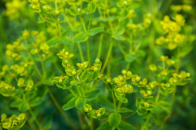 Fleurs sauvages sur prairie