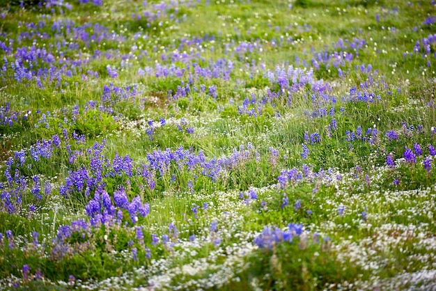 Les fleurs sauvages des prairies