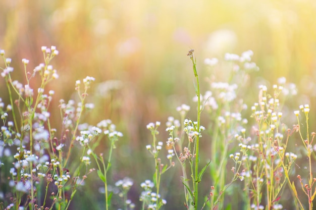 Fleurs sauvages sur un pré en gros plan d'été