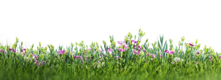 Fleurs sauvages sur le pré isolé sur fond blanc