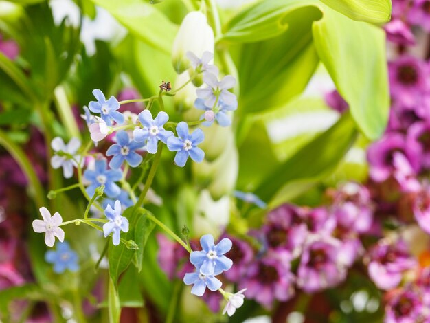 Fleurs sauvages sur le pré vert d'été