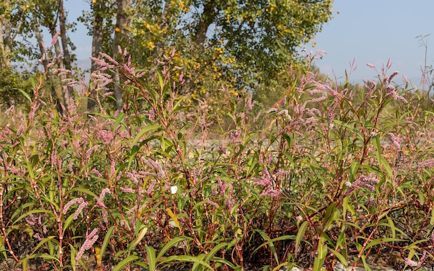 Fleurs sauvages qui fleurissent à l'état sauvage