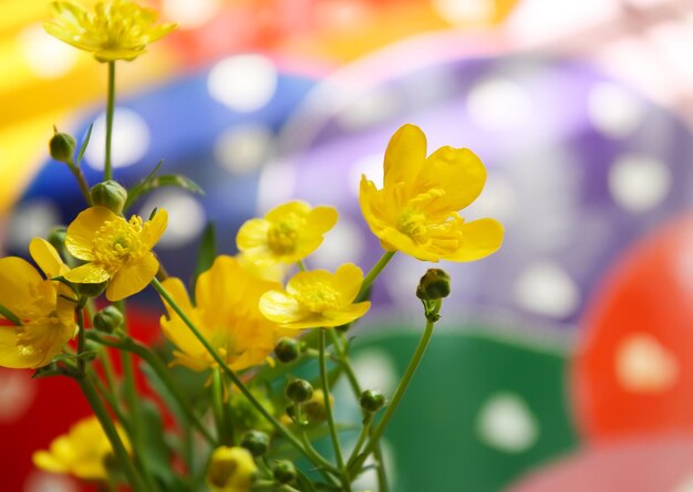 Fleurs sauvages de renoncule jaune