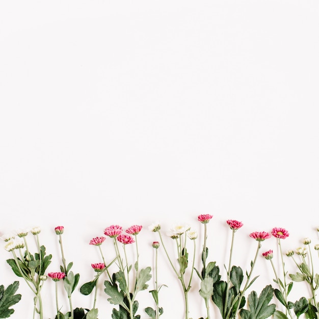 Fleurs sauvages rouges et blanches sur une surface blanche