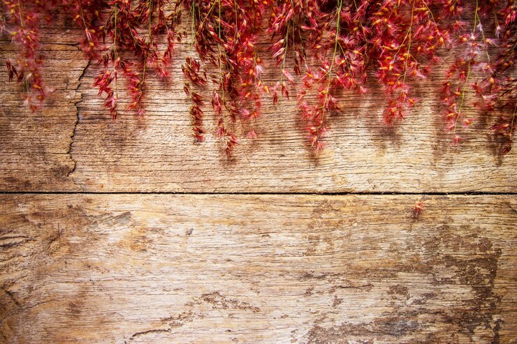 Photo fleurs sauvages rouges