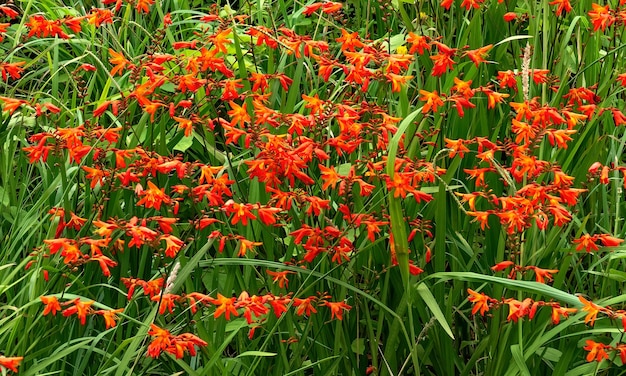 Photo fleurs sauvages rouges